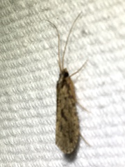 Polycentropodidae