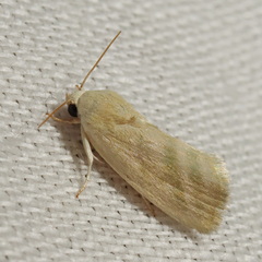Earias paralella