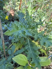 Cirsium