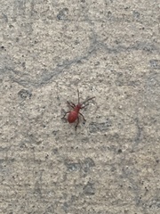 Heteroptera