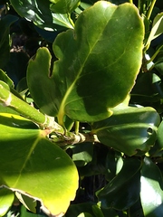 Griselinia lucida