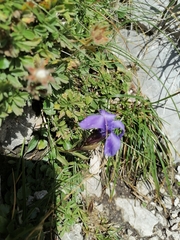 Gentianopsis ciliata
