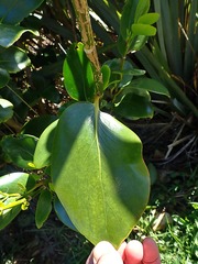 Griselinia lucida