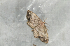 Hypagyrtis piniata