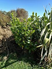 Griselinia lucida