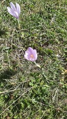 Crocus nudiflorus