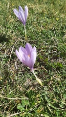 Crocus nudiflorus