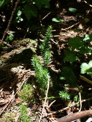 Lycopodiaceae