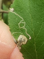 Stigmella plagicolella