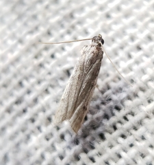 Phycitodes reliquellum