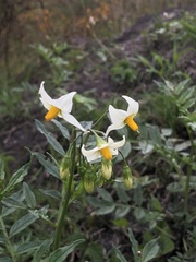 Solanum