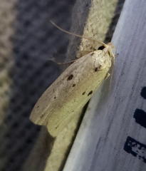 Scythropiodes issikii