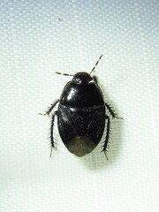 Pangaeus bilineatus