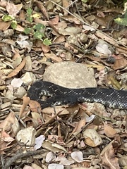 Crotalus oreganus helleri