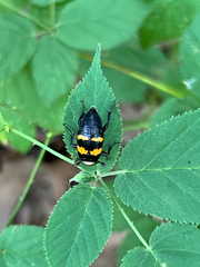 Nicrophorus tomentosus
