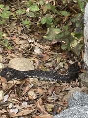 Crotalus oreganus helleri