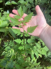 Koelreuteria paniculata