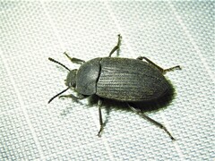 Blapstinus
