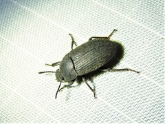 Blapstinus