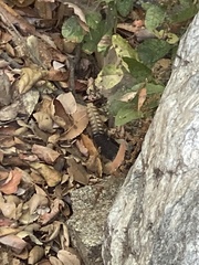 Crotalus oreganus helleri