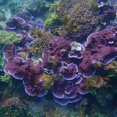 Montipora