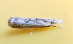 Microcrambus minor