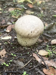 Lycoperdon excipuliforme