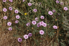 Convolvulus althaeoides