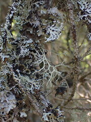 Ramalina farinacea