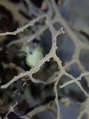 Ramalina farinacea