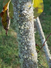 Parmotrema hypotropum