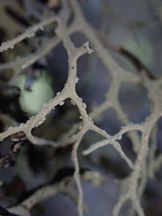 Ramalina farinacea