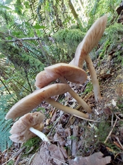 Pluteus exilis