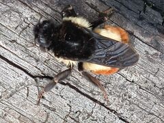 Bombus ephippiatus