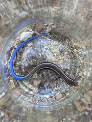 Plestiodon skiltonianus