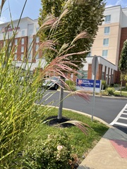 Miscanthus