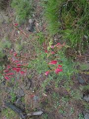 Penstemon roseus