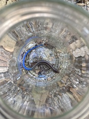 Plestiodon skiltonianus