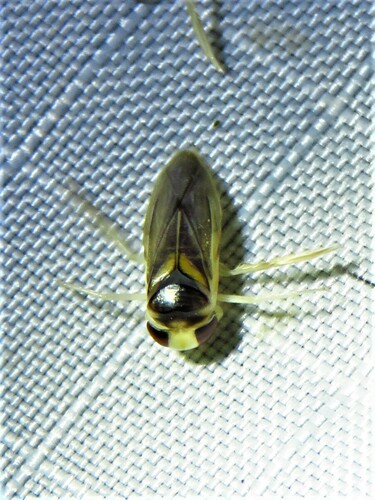 Acuminate Water Boatman photo 3