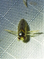 Ramphocorixa acuminata