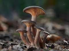 Lactarius serifluus