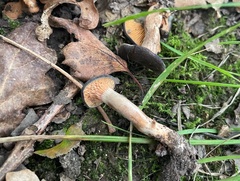 Lactarius serifluus