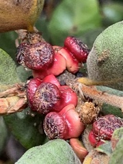 Disholcaspis prehensa