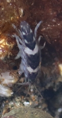 Hyalidae