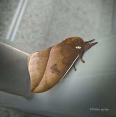 Automeris naranja
