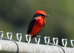 Pyrocephalus rubinus