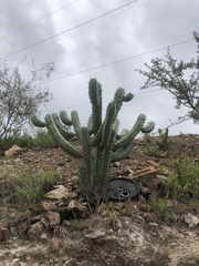 Myrtillocactus geometrizans