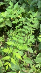Koelreuteria paniculata