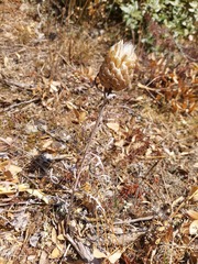 Leuzea conifera