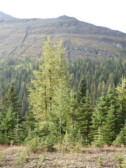 Larix lyallii